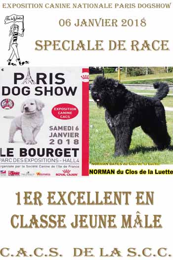 NORMAN Paris DOGSHOW 2018 Meilleur Jeune Male